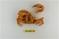 藏品(拉氏清溪蟹)的圖片